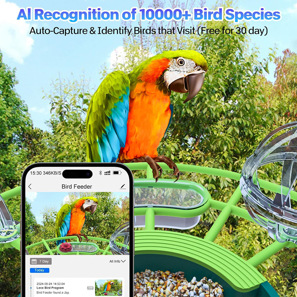 Bird feeder with a parrot and a smartphone displaying bird footage, set against a natural background.