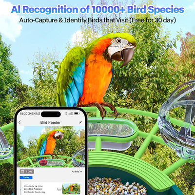 Bird feeder with a parrot and a smartphone displaying bird footage, set against a natural background.